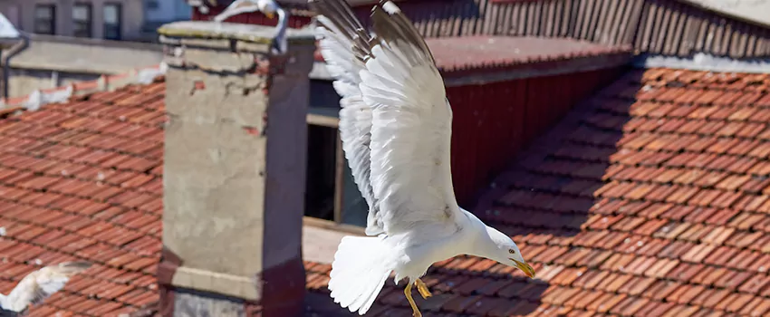 Residential Chimney Animal Removal Solution in Fruit Cove, FL