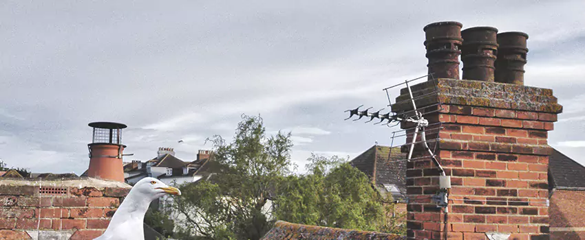 Chimney Cleaning And Restoration in Fruit Cove, Florida